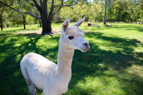 Half Day Animal Tour - Holiday Byron Bay 0