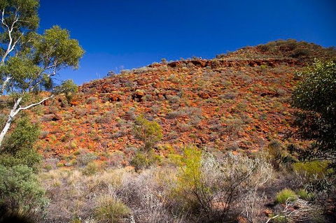 Palm Valley 4WD Tour From Alice Springs - Holiday Byron Bay 7