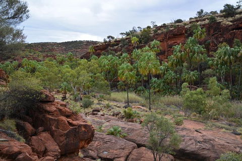 Palm Valley And Hermannsburg 1 Day 4WD Tour - Holiday Byron Bay 0