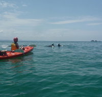 Kayaking with Dolphins in Byron Bay Guided Tour - Holiday Byron Bay