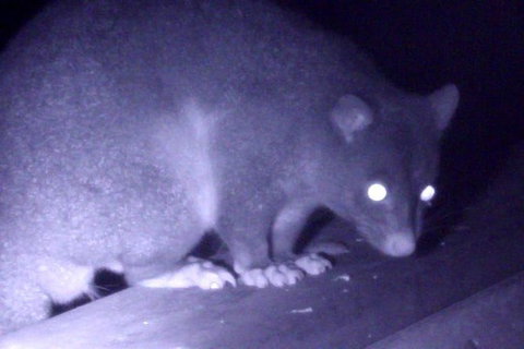 Byron Bay Night Vision Walk - Holiday Byron Bay 1