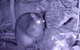 Byron Bay Night Vision Walk - thumb 5