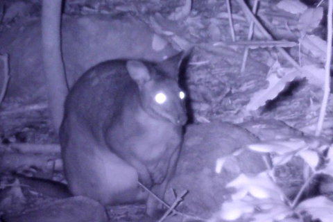 Byron Bay Night Vision Walk - Holiday Byron Bay 5