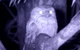 Byron Bay Night Vision Walk - thumb 6