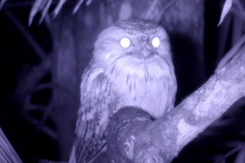 Byron Bay Night Vision Walk - Holiday Byron Bay 6