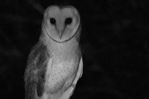 Byron Bay Night Vision Walk - Holiday Byron Bay 7
