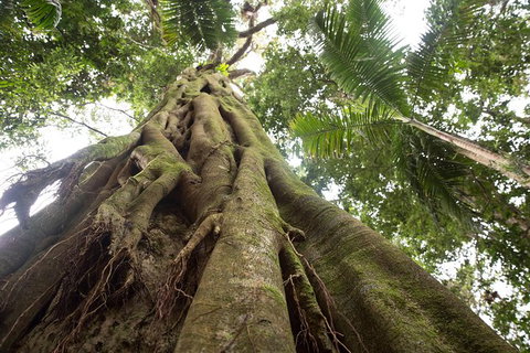 Byron Bay Combo: Hinterland Tour Including Minyon Falls And Kayaking With Dolphins - Holiday Byron Bay 13