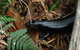 Byron Bay Combo: Hinterland Tour Including Minyon Falls And Kayaking With Dolphins - thumb 3