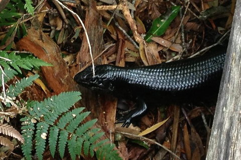 Byron Bay Combo: Hinterland Tour Including Minyon Falls And Kayaking With Dolphins - Holiday Byron Bay 3