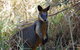 Byron Bay Combo: Hinterland Tour Including Minyon Falls And Kayaking With Dolphins - thumb 10