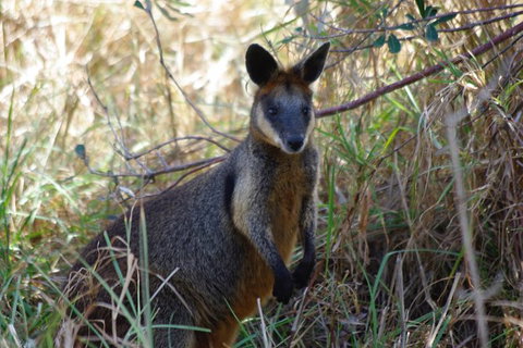 Byron Bay Combo: Hinterland Tour Including Minyon Falls And Kayaking With Dolphins - Holiday Byron Bay 10