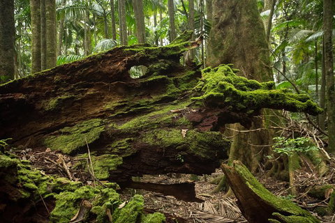 Byron Bay Combo: Hinterland Tour Including Minyon Falls And Kayaking With Dolphins - Holiday Byron Bay 8