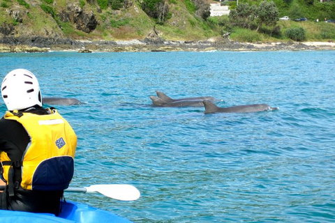 Byron Bay Combo: Hinterland Tour Including Minyon Falls And Kayaking With Dolphins - Holiday Byron Bay 12