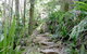 Byron Bay Combo: Hinterland Tour Including Minyon Falls And Kayaking With Dolphins - thumb 4