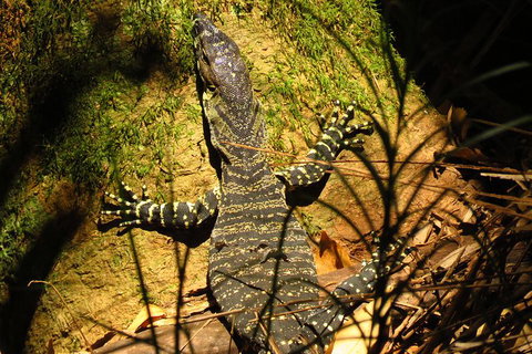 Minyon Falls Rainforest Walk - Holiday Byron Bay 4