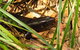 Minyon Falls Rainforest Walk - thumb 3