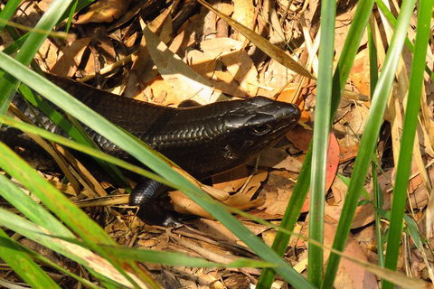 Minyon Falls Rainforest Walk - Holiday Byron Bay 3