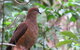 Minyon Falls Rainforest Walk - thumb 7