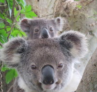 Byron Bay Wildlife Safari - Holiday Byron Bay