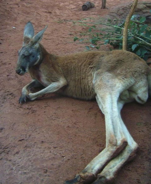 WILD LIFE Sydney Entrance Ticket - Holiday Byron Bay 13
