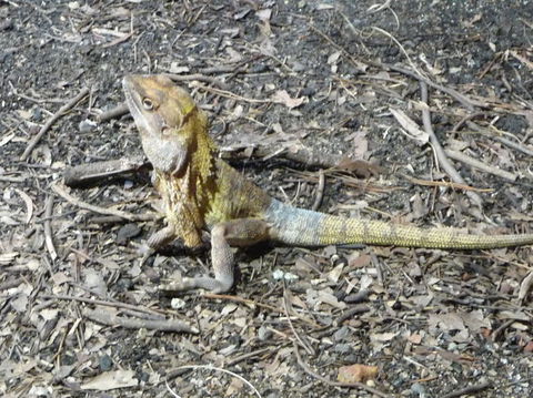 WILD LIFE Sydney Entrance Ticket - Holiday Byron Bay 9