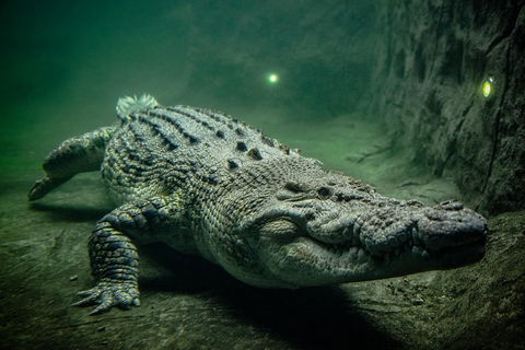 WILD LIFE Sydney Entrance Ticket - Holiday Byron Bay 0