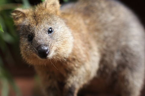 WILD LIFE Sydney Entrance Ticket - Holiday Byron Bay 23