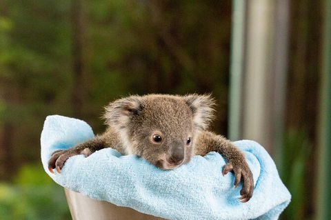WILD LIFE Sydney Entrance Ticket - Holiday Byron Bay 25
