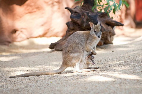 WILD LIFE Sydney Entrance Ticket - Holiday Byron Bay 21