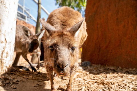 WILD LIFE Sydney Entrance Ticket - Holiday Byron Bay 24