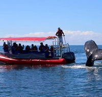 Byron Bay Whale Watching Cruise - Holiday Byron Bay
