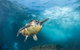 5-Hour Byron Bay Introductory Scuba Diving Tour - thumb 1