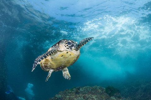 5-Hour Byron Bay Introductory Scuba Diving Tour - Holiday Byron Bay 7