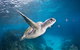 5-Hour Byron Bay Introductory Scuba Diving Tour - thumb 4