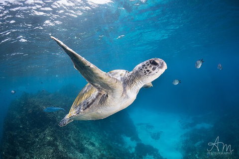 5-Hour Byron Bay Introductory Scuba Diving Tour - Holiday Byron Bay 4
