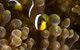 5-Hour Byron Bay Introductory Scuba Diving Tour - thumb 3