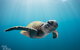 5-Hour Byron Bay Introductory Scuba Diving Tour - thumb 9