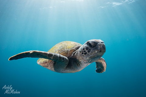 5-Hour Byron Bay Introductory Scuba Diving Tour - Holiday Byron Bay 9