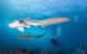 5-Hour Byron Bay Introductory Scuba Diving Tour - thumb 6