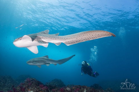 5-Hour Byron Bay Introductory Scuba Diving Tour - Holiday Byron Bay 6