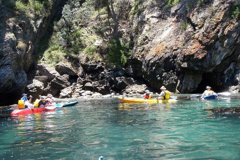Batemans Bay Glass-Bottom Kayak Tour Over 2 Relaxing Hours - Holiday Byron Bay 1