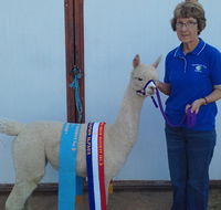 Marchmont Park Alpacas - Holiday Byron Bay