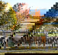 Blackwattle Alpaca Farm - Holiday Byron Bay