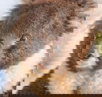Kyabram Fauna Park - Holiday Byron Bay