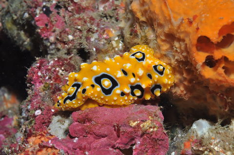 Magic Mountain Dive Site - Holiday Byron Bay 0