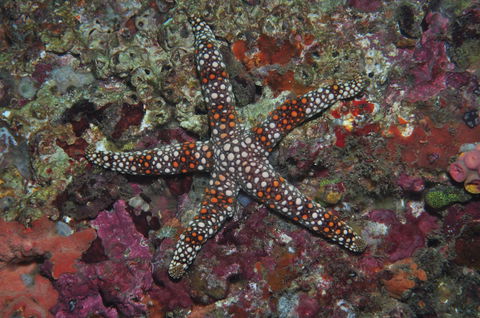 Magic Mountain Dive Site - Holiday Byron Bay 1