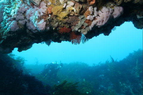 The Arches Marine Sanctuary - Holiday Byron Bay 2