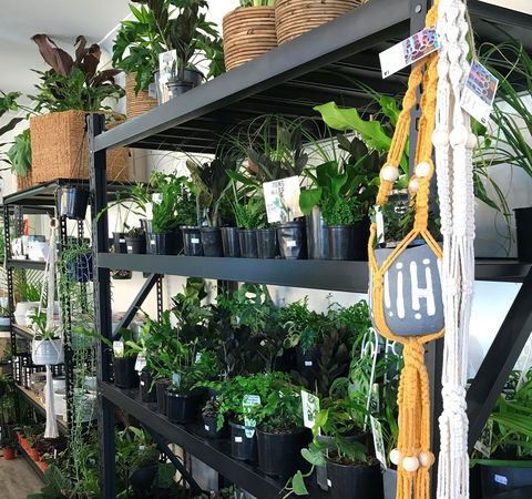 Fancy Plants - Holiday Byron Bay 0