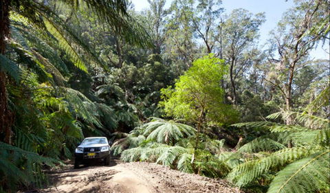 Wadbilliga Road Drive - Holiday Byron Bay 0