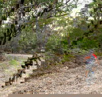Cawleys Road trail